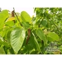 BETULA alleghaniensis  
