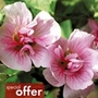 Malva Park Rondel Plants Units: Pack of 3 Pot Ready Plants - Special Offers