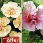 Malva Twin Pack Plants Units: Pack of 6 Pot Ready Plants (3 of each variety) - SAVE ^OoOhm3.95! - Special Offers