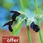 Hardy Salvia Discolor Plants Units: Pack of 3 Pot Ready Plants - Special Offers