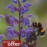 Hardy Salvia East Friesland Plants Units: Pack of 3 Pot Ready Plants - Special Offers
