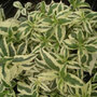 Diervilla Cool Splash ('Lpdc Podaras') (bush honeysuckle)