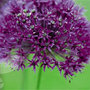 allium