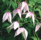 alpine clematis (group 1)
