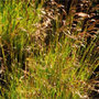 tufted hair grass