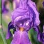 bearded iris