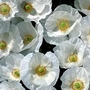 Papaver Rhoeas Bridal White 1 packet (500 seeds)