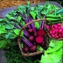 Beetroot Boltardy