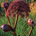 angelica