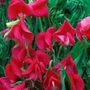 everlasting sweet pea