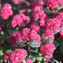 stonecrop