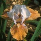 intermediate bearded iris
