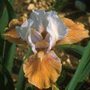 intermediate bearded iris