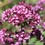 oregano