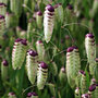 greater quaking grass