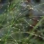 purple moor grass