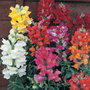 50 plus 20 FREE Large Plug Plants   snapdragon