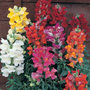 100 plus 60 FREE snapdragon Plug Plants