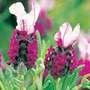 French lavender