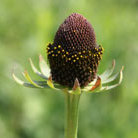 black eyed Susan
