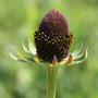 black eyed Susan