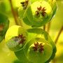 spurge