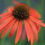 coneflower