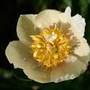 paeony / peony