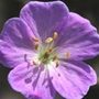 cranesbill