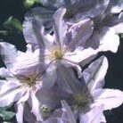 clematis (group 2)