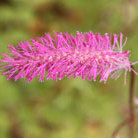 burnet