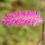 burnet