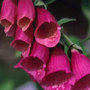 foxglove