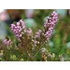 HEATHERS Erica x darleyensis 'Phoebe' 
