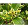 VIBURNUM tinus 'Bewley's Variegated' 