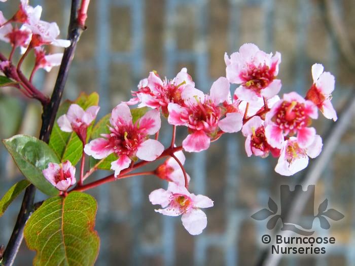 PRUNUS padus 'Colorata'