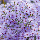 aster