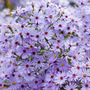 aster