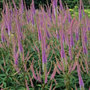 culver's root