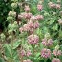 phlomis