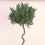bay laurel (standard with corkscrew stem)