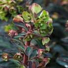 wood spurge