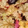 Heuchera Ginger Ale