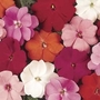 Impatiens New Guinea Divine 12 Jumbo Plants