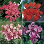 Geranium Mixed Ivy (Trailing) 28 Super Ready Plants