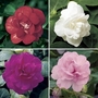 Impatiens Double 28 Super Ready Plants