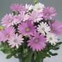Osteospermum Pinks 28 Super Ready Plants