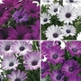 Osteospermum Regal Classic 28 Super Ready Plants
