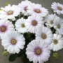 Osteospermum Luena 28 Super Ready Plants