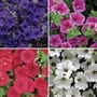 Petunia Surfina Classic (Trailing) 28 Super Ready Plants